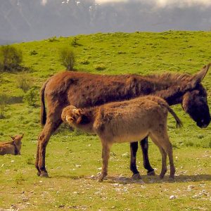 donkey-nature-sicily
